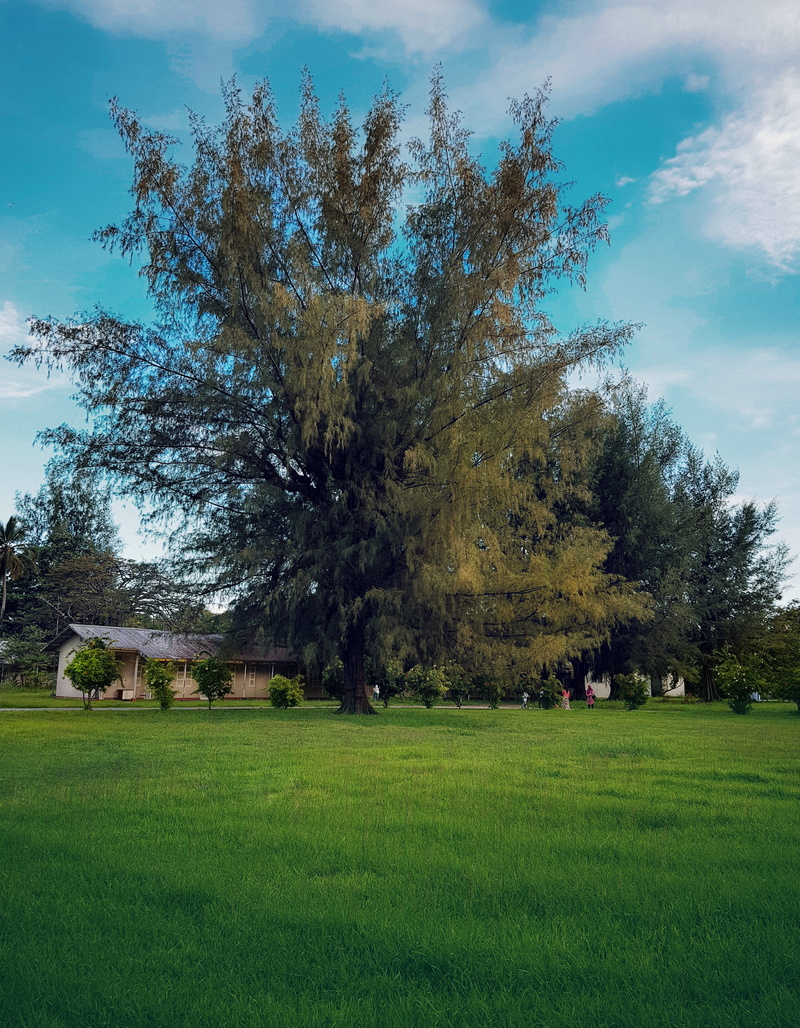 tree, outdoors, maldives, plant, grass, beauty in nature, environment, addu city, tranquil scene, tranquility, scenics - nature, landscape, park, field