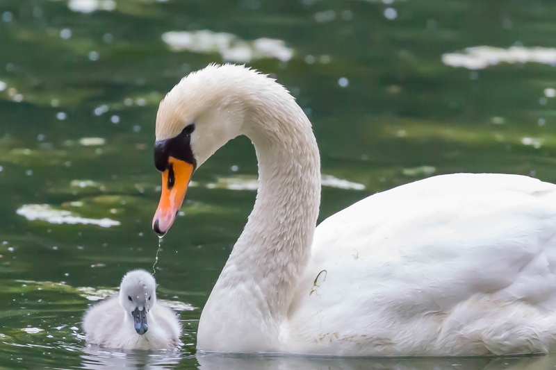 Feder, k, bird, Cologne, outdoors, Schwan, Schnabel, Gans, lake, Natur, white, pond, Kanal, Köln, person, Vogel, Ente, fledgling, pool, feather, Enten