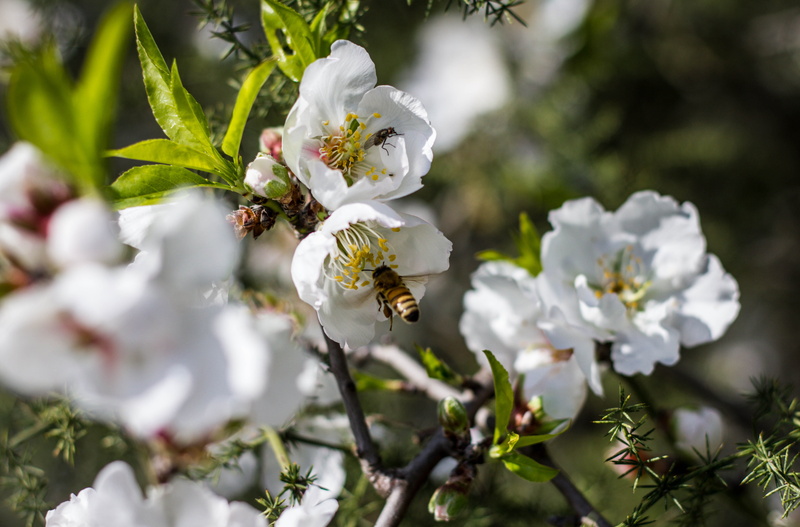 growth, plant, beauty in nature, petal, flower, white color, insect, pollen, cherry blossom, 4K, spring, moment, pollination, fragility, white, springtime