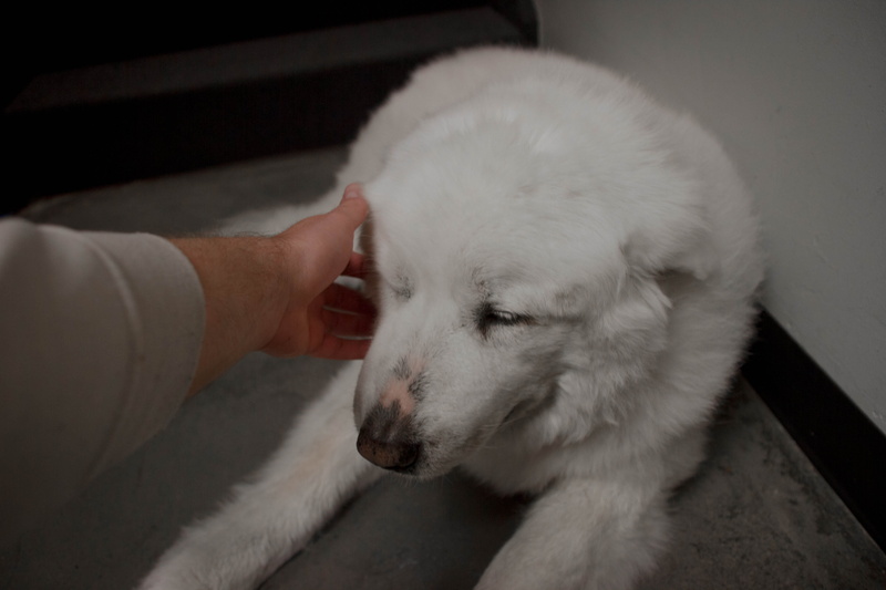 neonbrand digital marketing, care, 5K, domestic animals, happiness, united states, human hand, unrecognizable person, las, love, happy, must love dogs