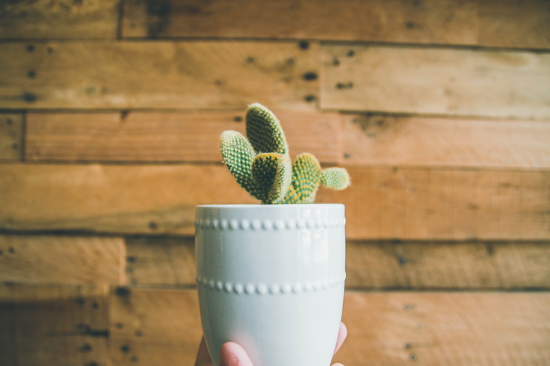 growth, prickle, human body part, indoors, day, person, human limb, neonbrand digital marketing, accessories, white, flora, las vegas, pot, hand, united states