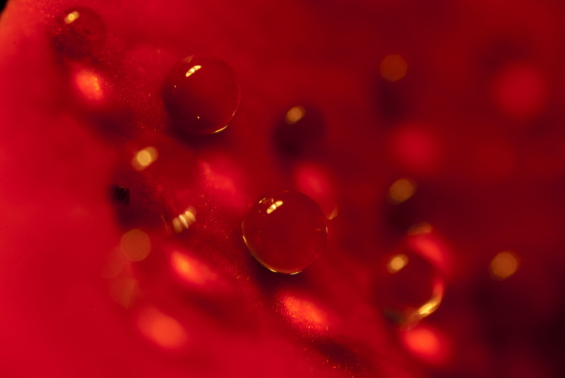 rose red, backgrounds, lens, small, abstract, dog, fresh, reversing, drops, 4K, micro, rose, DOF, Dog Rose, drop, water drop, method, 105mm, water, Nikon