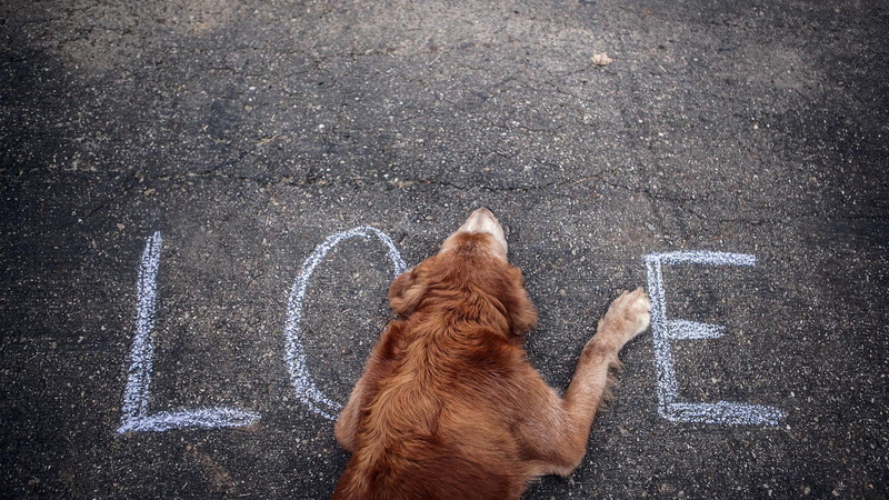 demanding, medium, brown, dog, 1920x1080, loved, coated, 1080P, animals, puppy