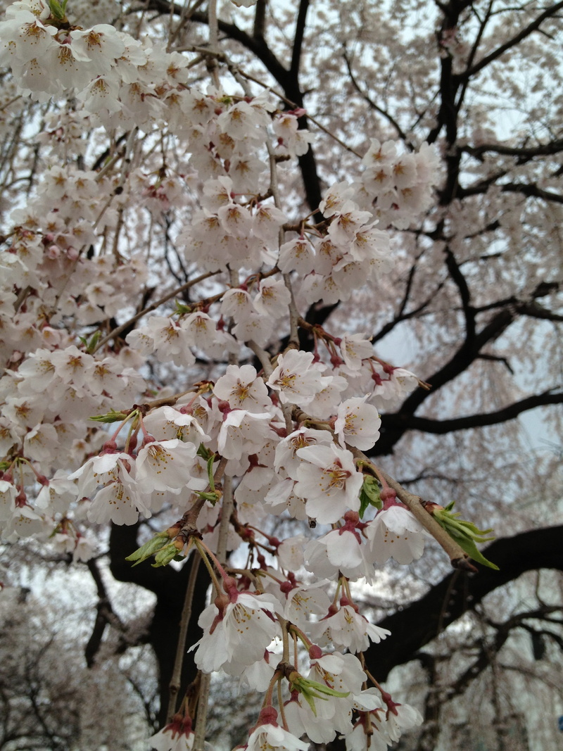 branch, the demands of the cherry blossom, flower, bunch of flowers, cherry tree, tree, peruse the library, plant, growth, flower head, vulnerability, Cherry Blossom