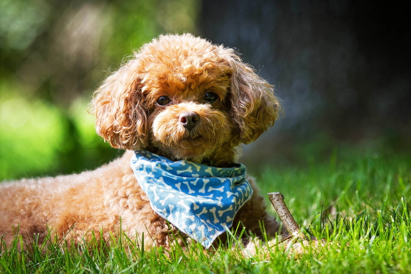 green color, caniche, animal themes, canine, young animal, portrait, pets, purebred dog, lap dog, Paa, one animal, Perro, innocence, soft focus, Canino