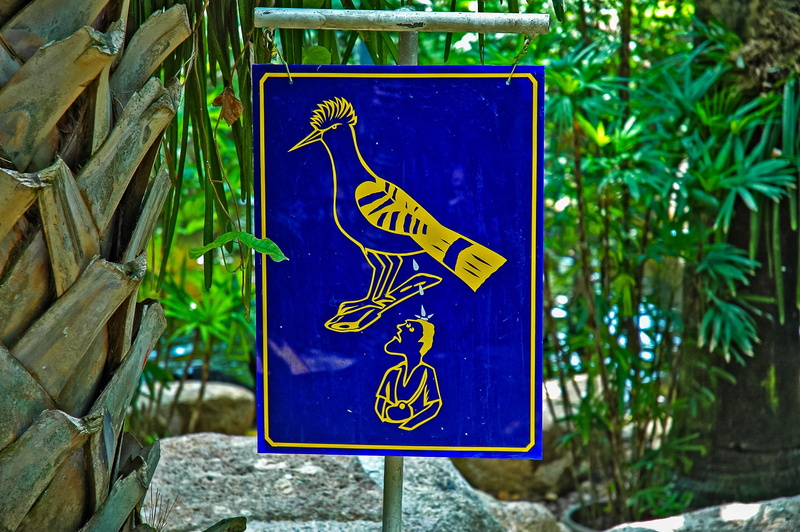 western script, disabled sign, human representation, focus on foreground, day, communication, blue, wheelchair, sign, Bird, plant, information, outdoors