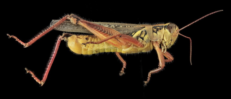 mounted, full length, arachnid, animal themes, antennae, animal leg, no people, 1080P, lubber, u s geological survey, wildlife, profile, black background