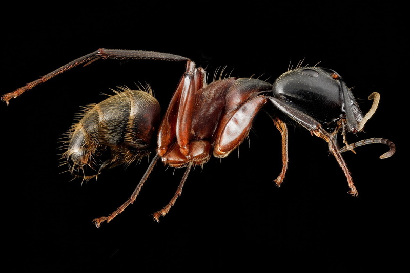 1080P, no people, insect, ant, legs, bug, studio shot, crab, macro, zoology, animals in the wild, red, mounted, nature, indoors, close up, wildlife, antenna