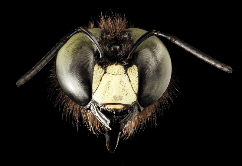 close up, copy space, animal wildlife, antennae, pollen, brown, studio shot, animal themes, no people, nectar, 2K, one animal, macro, design, wood, xylocopa virginica