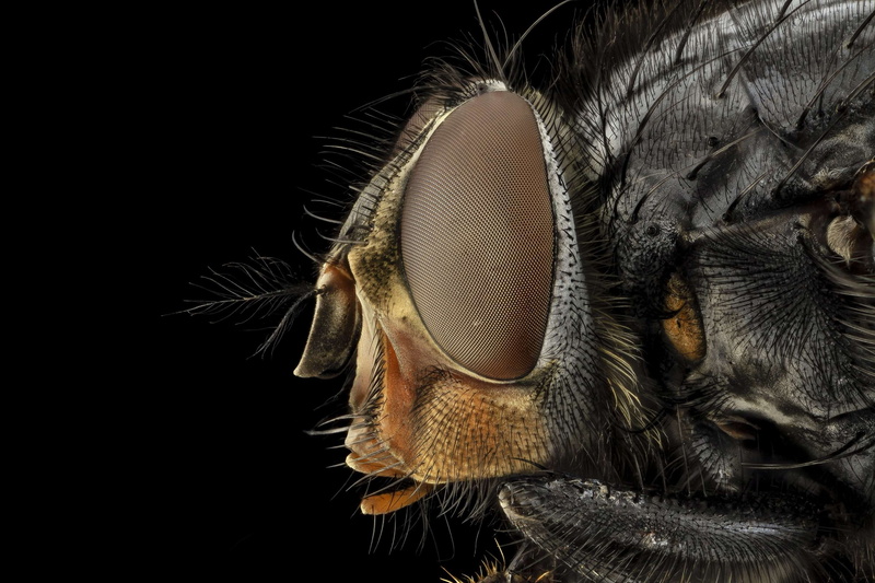 small, insect, vision, u s geological survey, animals in the wild, studio shot, macro, black background, animal hair, fly, 2K, side, one animal, animal wildlife