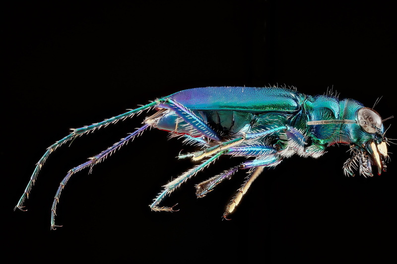 tiger, studio shot, close up, ground beetle, marine, multi colored, 1080P, one animal, nature, six spotted tiger beetle, mounted, cut out, beetle, black background