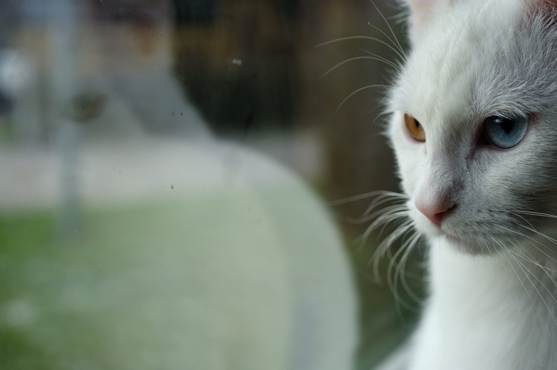 photography, mirroring, pets, odd-eye cat, look, 4K, no people, consider, animal themes, animal body part, white cat, looking, domestic cat, one animal