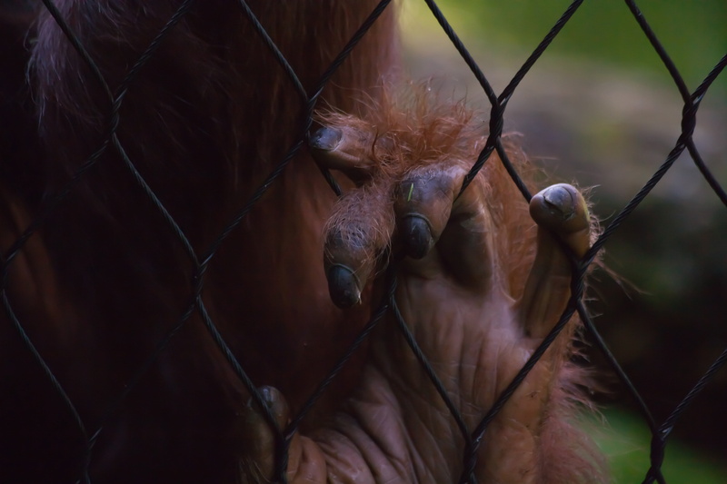 animal, animals in the wild, fence, animal head, selective focus, eradication, leader, vertebrate, meditate, gorilla, finger, mammal, cage, zoo, focus on foreground