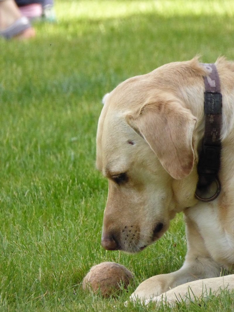 good, animal themes, close-up, land, vertebrate, grass, pets, plant, field, snout, Ball, no people, weimaraner, domestic, consider, pet, head, green color