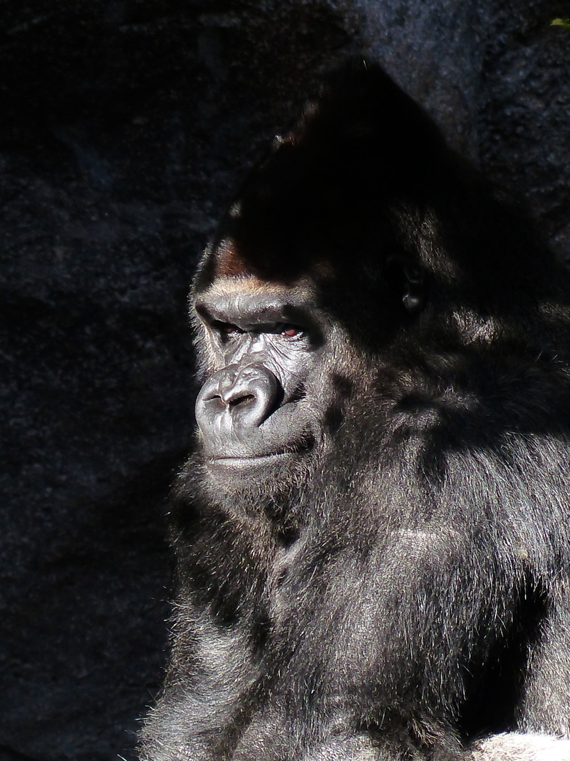 animal wildlife, view, monkey, silvery grey, silverback Gorilla, imposing, black, no people, looking away, leader, looking, wildlife, portrait, silverback