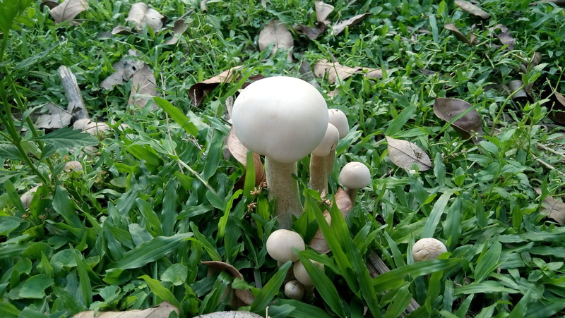 spicy dai, mushroom in the garden, scenery, leaf, vegetable, egg, flower dress, spicy considered, field, spicy south, asia, garden, vietnam, ha vietnam