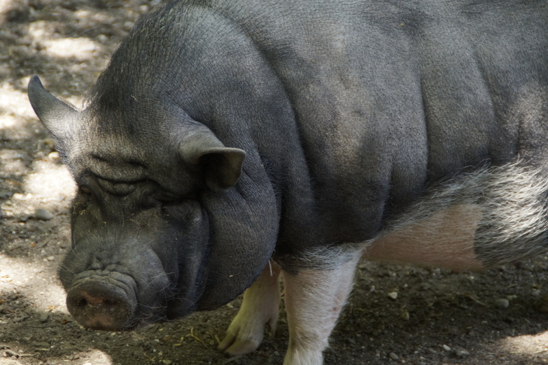 pet, slow, animal, domestic animals, mud, pork, animal wildlife, herbivorous, day, mammal, animal head, farm, field, rhinoceros, pig, zoo, one animal, skin
