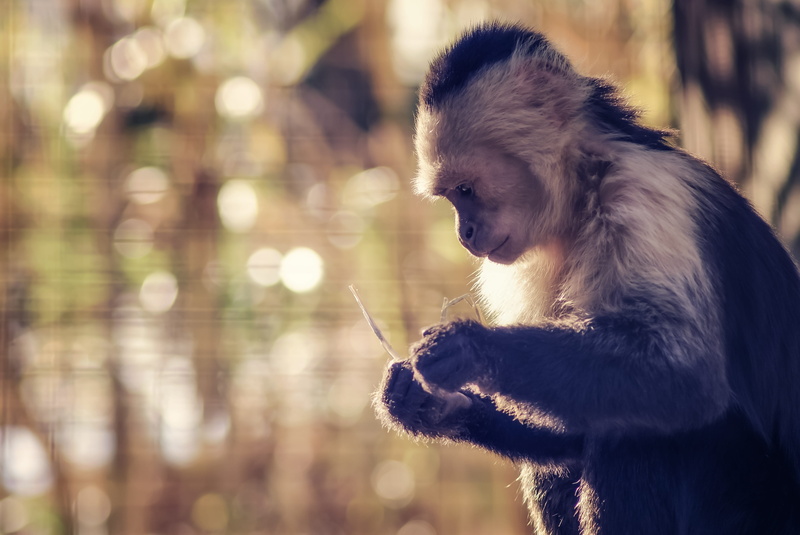 holding, animal themes, animal wildlife, plant, still, profile view, no people, nature, vertebrate, thought, lighting, sweet, quiet, zoo, mouth open, mood