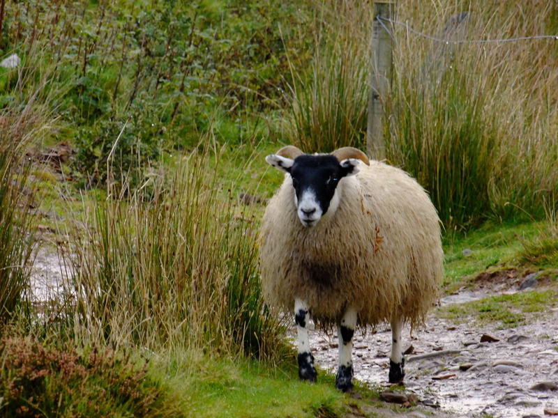 looking at camera, standing, pentlands, one animal, livestock, vertebrate, grass, scotland, field, nature, domestic animals, day, animal themes, plant