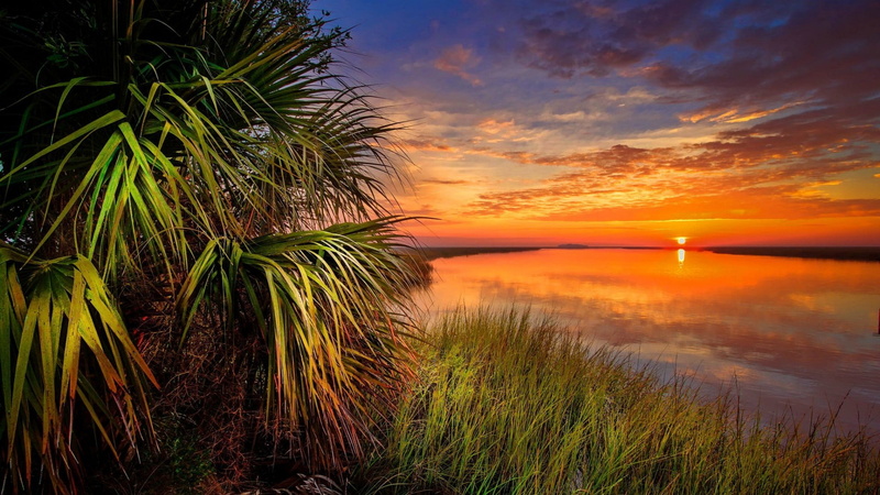 scenic, shore, scenics - nature, park, marram grass, growth, beach, desert, 1080P, beauty in nature, summer, tree, water, resort, silhouette, ocean, scenery