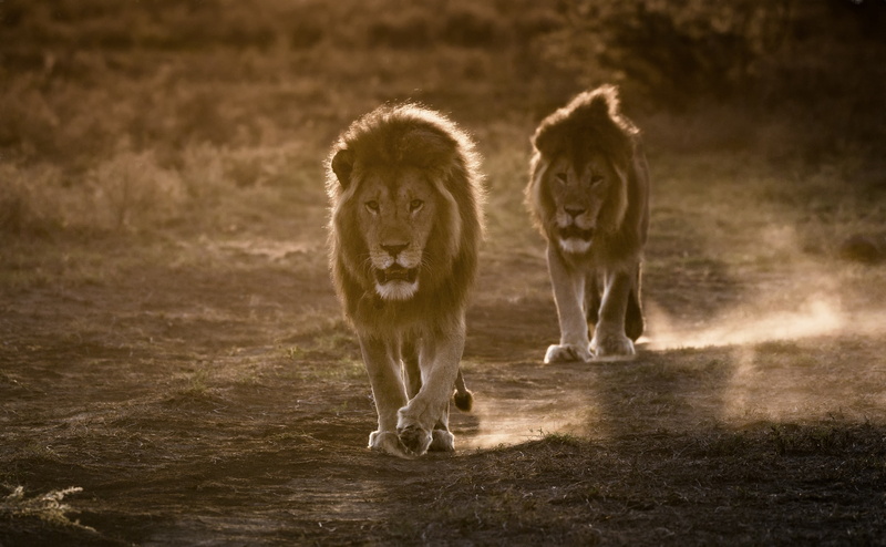 ndutu, Male, 4K, Destination, feline, african, View, Holiday, Backlit, Travel, habitat, Tanzania, Expedition, Safari, carnivora, Africa, Animals, Natural