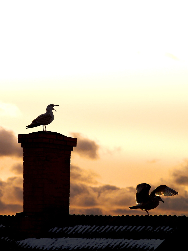 roof, outdoors, built structure, vertebrate, architecture, animal wildlife, 4K, animals in the wild, silhouette, seegull, animal, seagull, sky, nature
