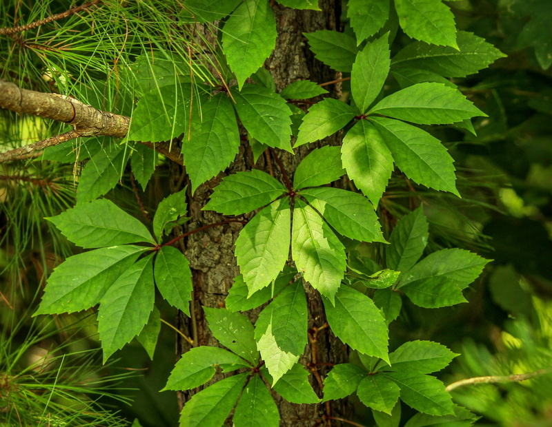 freshness, growth, woodbine, plant part, virginia creeper, leaf, tranquility, five leaved ivy, leaves, outdoors, close-up, full frame, decidous vine, nature