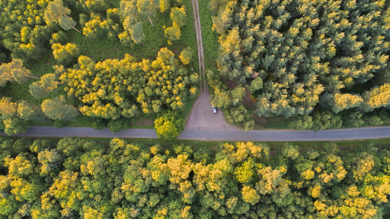 flower, scenics - nature, deciding, outdoors, nature, aerial view, agriculture, 5K, aerial, asphalt, growth, from above, road, freshness, autumn, trees