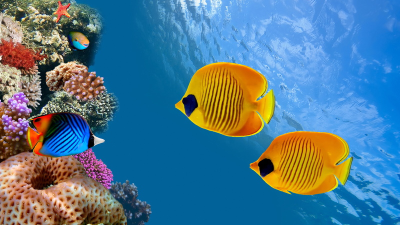 Ambergris Caye, tourism, Cocos Island, Fish, Australia, Worlds best diving sites, 5K, 8k, Magnetic Island, Costa Rica, diving, 5k