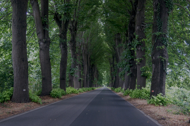 lane, direction, rural, woods, green, landscape, street, growth, drive, grass, treelined, journey, outdoors, beauty in nature, summer, scene, green color