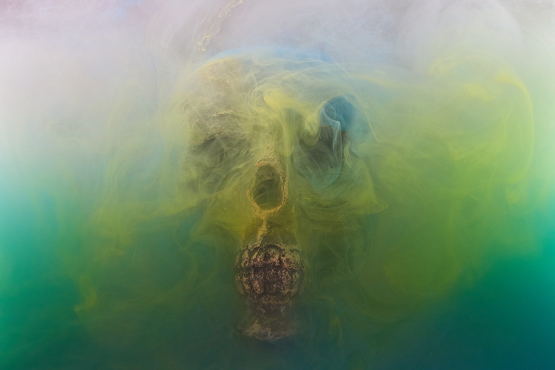 no people, dark, fossils, 5K, decomposition, horror, die, green, ink, animal themes, backgrounds, death, beauty in nature, anatomy, animal wildlife, imagine
