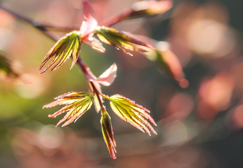 beauty in nature, wood, branch, vulnerability, 4K, Japan, leaf, day, selective focus, no people, growth, colors, plant, flower, focus on foreground, fragility