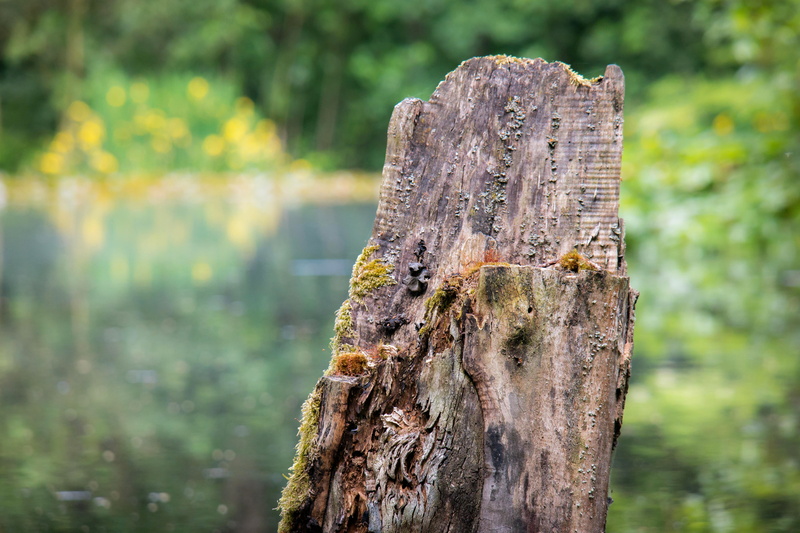 tree stump, textured, log, canceled, land, pond, forest, one animal, 5K, plant, lake, decomposition, rough, wood - Material, bark, animal themes, no people