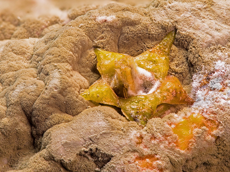 backgrounds, no people, the formation of mold, sea, close-up, day, mandarin, mold, moldy, solid, beauty in nature, geology, full frame, decomposition, rock