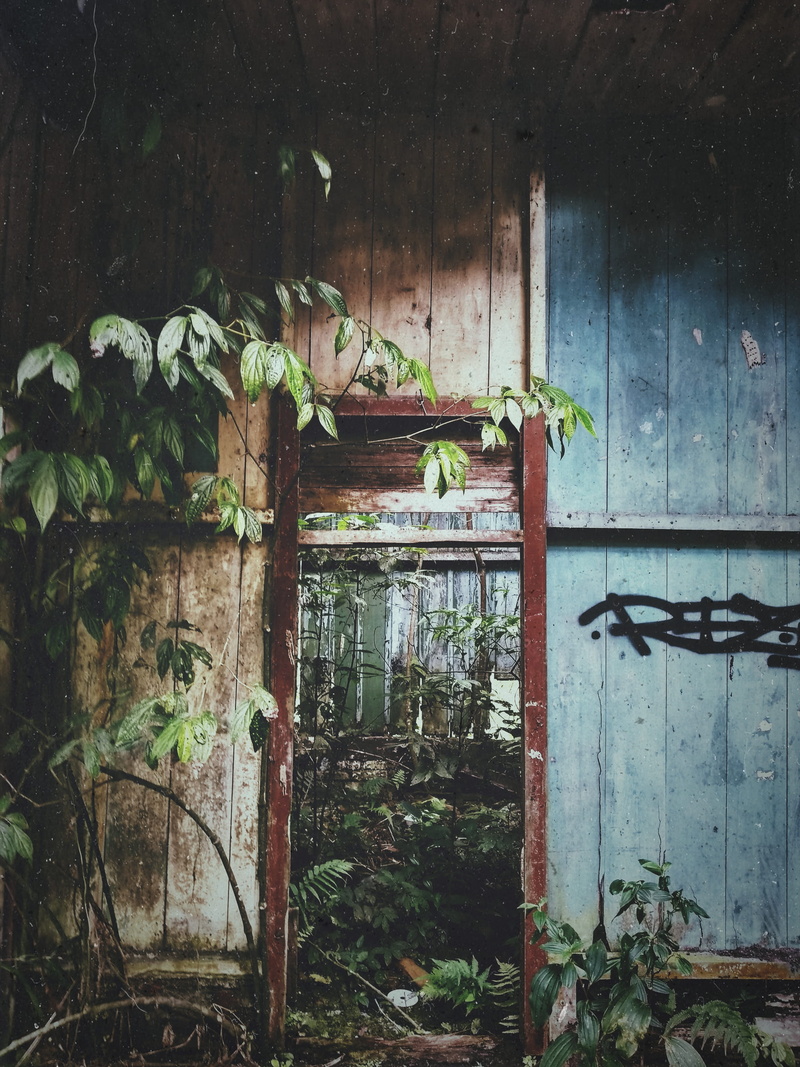 no people, plant, built structure, growth, broken, old, wall - building feature, doorway, eerie, day, wooden, nature, rustic, wood - material, plants, graffiti