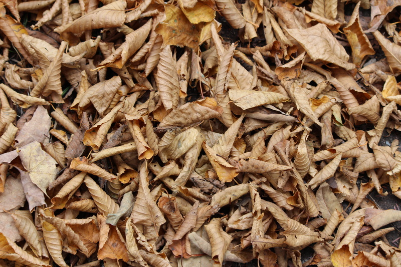 humus, fragility, decomposition, 5K, large group of objects, leaves, plant part, high angle view, tree, vulnerability, nature, abundance, maple, day, backgrounds