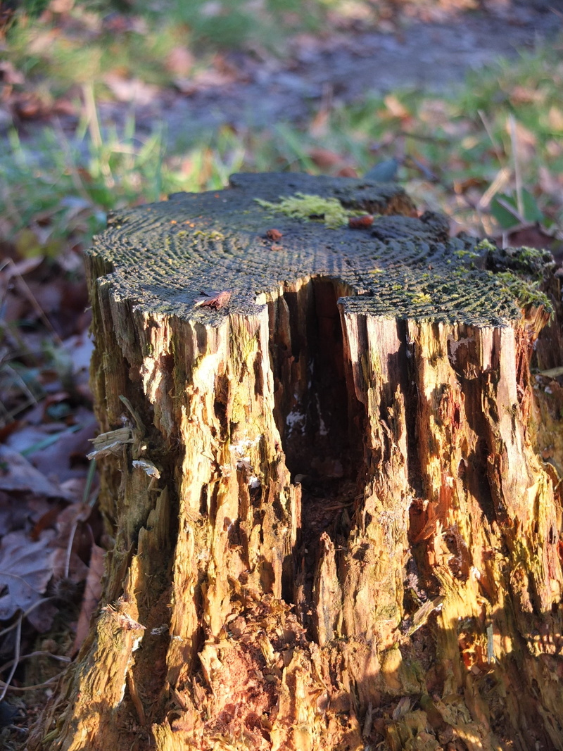 land, decay, wood - material, wood, timber, bark, 2K, dead plant, deforestation, forest, decomposition, Tree Stump, close-up, Sawed Off, nature, tree