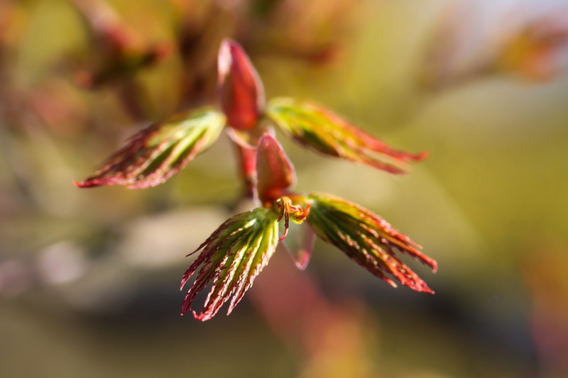 focus on foreground, beginnings, sprouting, Acer Palmatum, freshness, color Image, green Color, macro, beauty In Nature, 4K, wood, fragility, flower, close-up
