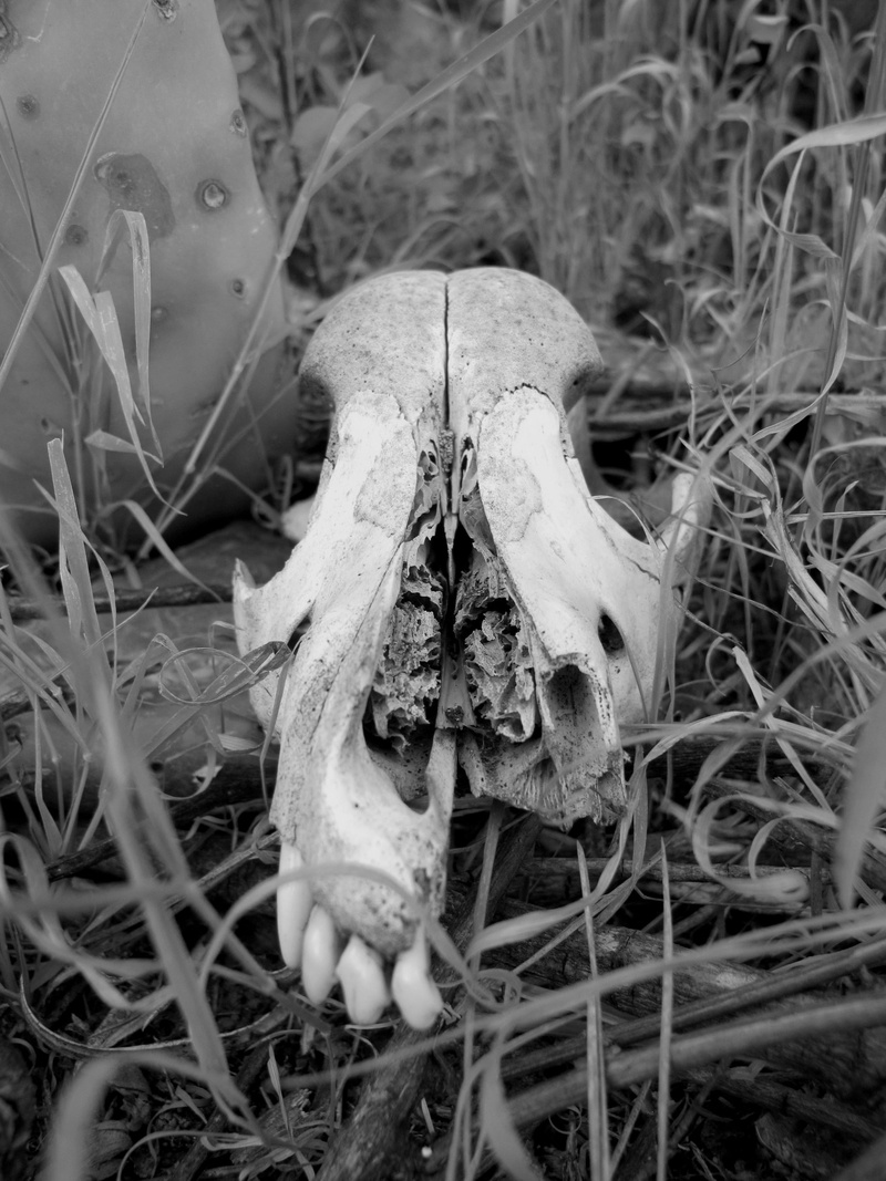 body part, biology, bones, wild nature, animal, Wild, Black And White, animal Skeleton, animal Bone, wild, decomposition, dead Animal, death, animal body part