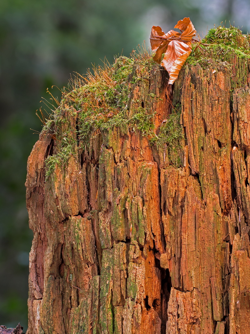 focus on foreground, 5K, modern, no people, rough, wood - material, day, tree, close-up, dead plant, textured, wood decomposition, trunk, dead wood, solid