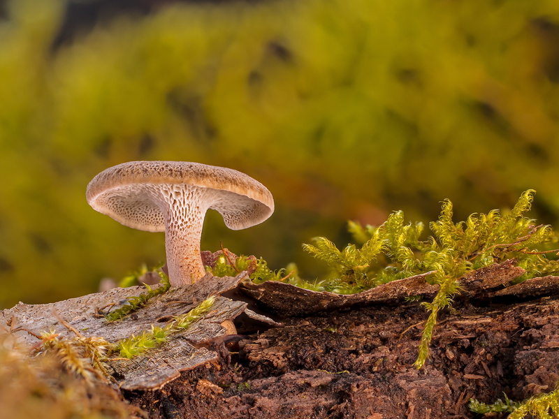 decomposition, dead wood, tree, vegetable, morsch, close-up, moss, beauty in nature, wood decomposition, selective focus, one animal, food, edible mushroom