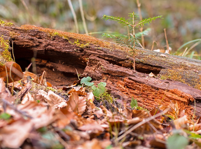 log, nature, dead plant, tranquility, weathered, morsch, tree trunk, plant, outdoors, tree, leaf, moss, growth, 4K, wood, decay, close-up, field, selective focus