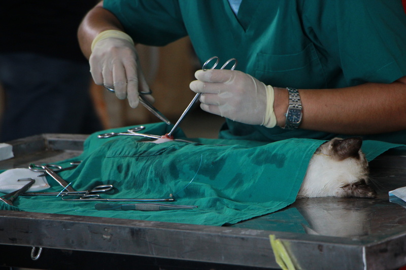 5K, one animal, veterinary physician, animal hospital, healthcare, hands, occupation, healthcare worker, gloves, vet, scissors, cat, surgeon, people, care