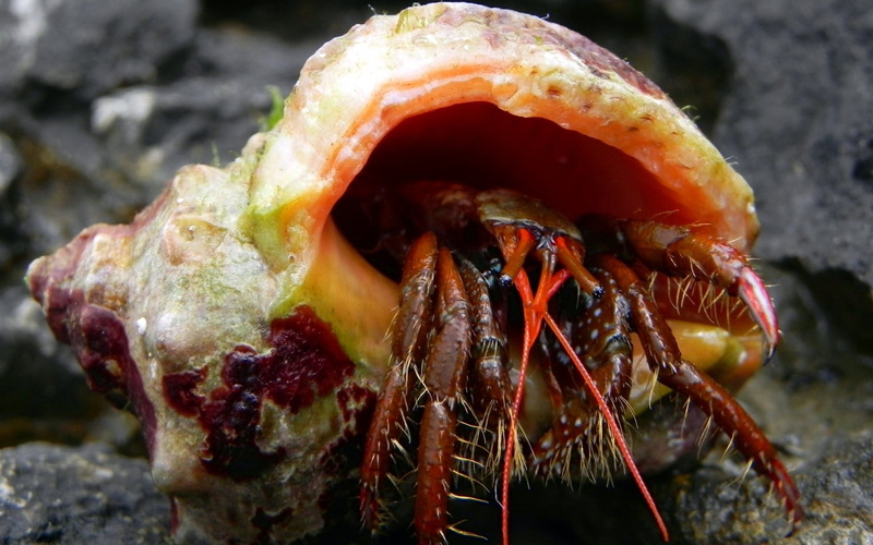 hermit, close-up, animal Leg, animal themes, nature, crab, animal Shell, prepared Shellfish, eyes, arthropod, shells, invertebrate, macro, red, undersea