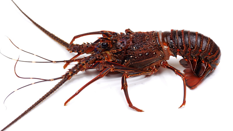 sea, cut Out, crayfish, studio Shot, close-up, lobster, prepared Shellfish, food And Drink, red, zoology, white Background, nature, isolated On White, gourmet
