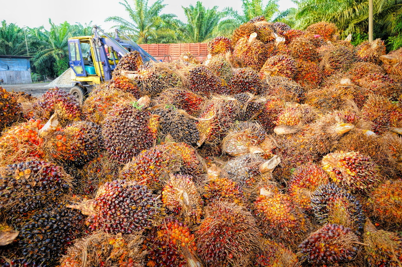 ripe, brown, background, plant, growth, nut, environmental, merchandise, change, abundance, land vehicle, oil industry, palm tree, orange, large group of objects