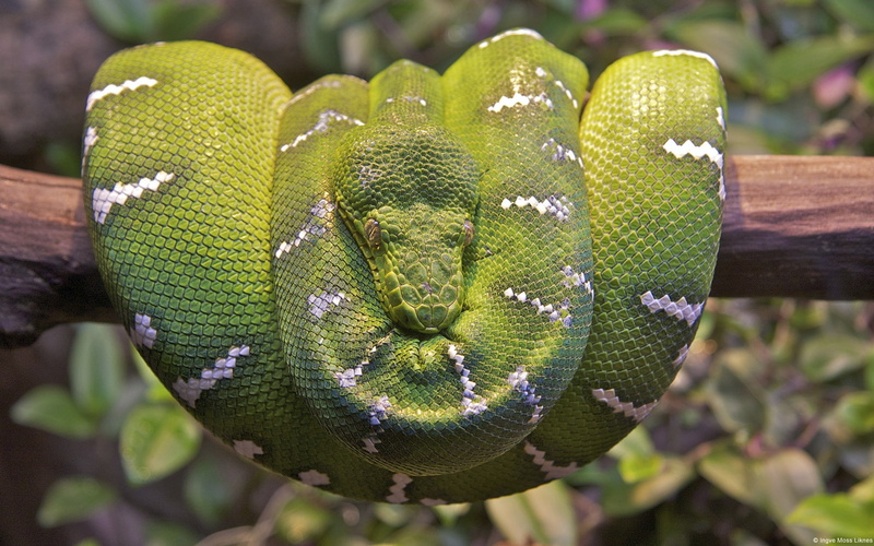 tree boa, snake, leaf, animal themes, day, natural pattern, 1080P, animals in the wild, tree, beauty in nature, reptile, plant, close-up, growth, animal wildlife