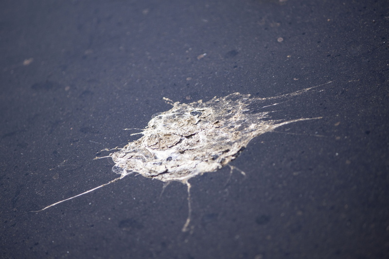 splatter, splash, vertebrate, animal, animal wildlife, land, road, white, drop, sunlight, one animal, background, drip, animals in the wild, animal themes