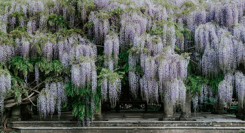 white, flowers, land, 8K, plant, day, tranquility, park, freshness, nature, beauty in nature, purple, growth, step, tree, green, lavender, lot, wisterium