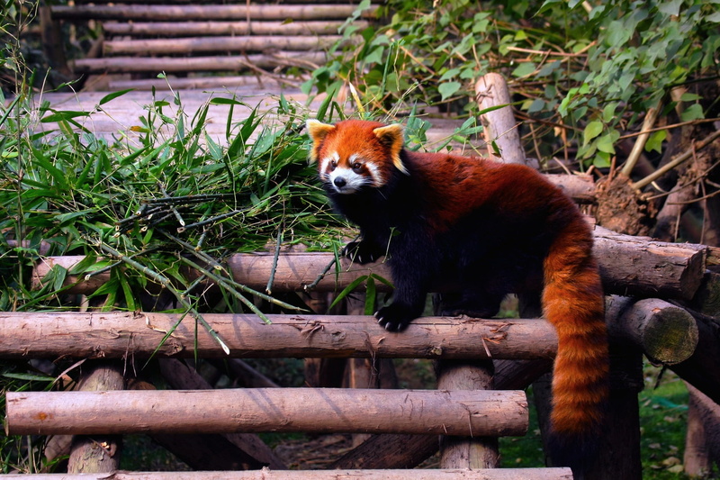 one Animal, bamboo - plant, fur, wildlife, zoo, vertebrate, mammal, outdoors, red, green Color, animal wildlife, asia, bear, building, 1080P, tropical Rainforest